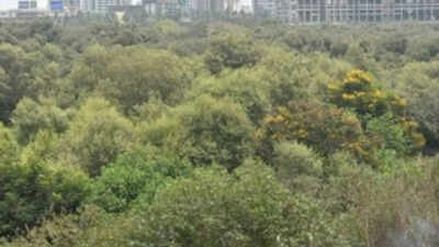 Can cut 46k mangroves for Mumbai project: SC | India News