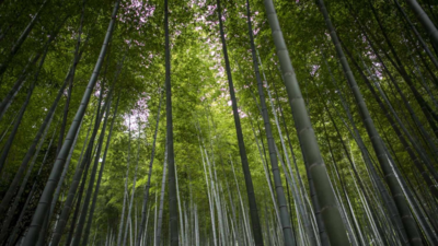 Brazil’s new climate plan targets deforestation
