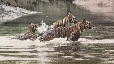 Climate change adds to woes of ‘tiger widows’ of Sunderbans |