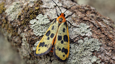 ‘Caulocera Hollowayi and Asura Buxa’: Indian scientists discover two new lichen moth species |