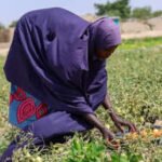 Nigeria News: Nigeria Faces Brutal Heatwave Amid Rising Fuel Costs Due to Iran War | World News