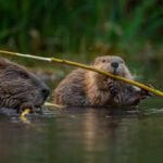 Beavers are climate heroes: Study reveals they can trap over 1,300 tons of carbon |