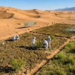 Chinese researchers turn desert sand into fertile soil in just 10 months using cyanobacteria |