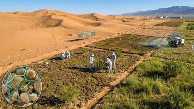 Chinese researchers turn desert sand into fertile soil in just 10 months using cyanobacteria |