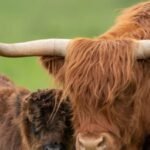 UK farmer plans to breed ‘less photogenic’ Highland cows to stop tourists and influencers filming them | World News