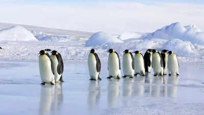 Emperor Penguins Declared Endangered as Climate Change Threatens Their Survival |