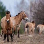 Chernobyl: From Nuclear Disaster to Thriving Wildlife Sanctuary |