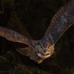 How big is a Great Horned Owl really? Shocking size, wingspan, and flight facts most people don’t know |