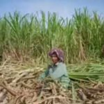 Microbial Solutions: Thai Farmers Shift Away from Burning to Combat Smog |