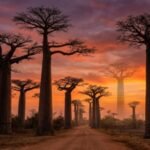 Madagascar Baobab Trees: Madagascar baobab trees reveal 700 years of climate secrets and rainfall patterns | World News