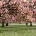 Meet Yasuyuki Aono: Japanese scientist who kept a 1,200-year cherry blossom record alive until his death |