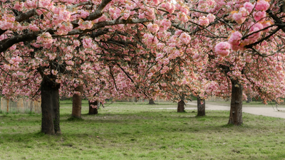 Meet Yasuyuki Aono: Japanese scientist who kept a 1,200-year cherry blossom record alive until his death |