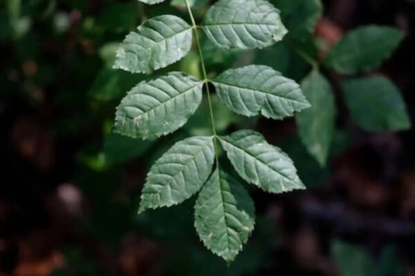 5 Auspicious plants in Hindu culture that attract good fortune