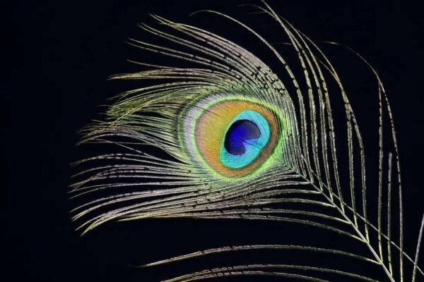 Why should you keep peacock feathers at home; know the benefits