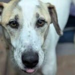 Rescue dog finally finds a home after five years, only to be returned just 12 days later for a heartbreaking reason