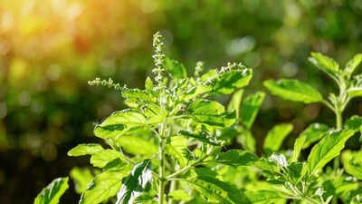 3 Powerful mantras to chant while offering water to holy Tulsi |