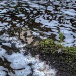 River pollution in Moray leads to fish and bird deaths in environmental disaster