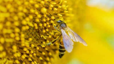 As bee population collapses, US apiarists fear research cuts