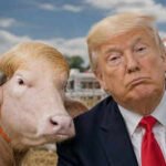 Down the Rabbit Hole: Bangladeshi buffalo ‘Donald Trump’ pardoned – a brief history of animal sacrifices | World News