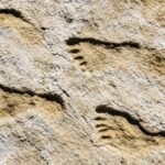 23,000-year-old footprints in New Mexico changed everything scientists believed about the first Americans | World News