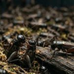 370 billion crickets farmed every year may actually feel pain, shocking new study suggests