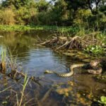 6 most snake-filled places around Ontario’s waters | World News