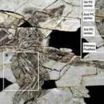 A 160-million-year-old ‘technicolour’ dinosaur fossil discovered in China with four wings and bird-like feathers |