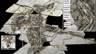 A 160-million-year-old ‘technicolour’ dinosaur fossil discovered in China with four wings and bird-like feathers |