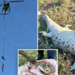 Dramatic river rescue in South Africa: Missing businessman’s remains are found inside 15-foot crocodile | Watch | World News