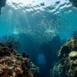 The 5 deepest ocean trenches on Earth are ranked: Why one basin owns every single slot | World News