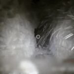 Hezbollah Living Quarters: Watch: IDF shares footage of Hezbollah living quarters in underground tunnels in south Lebanon