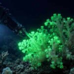 Hidden inside the Pacific: This newly discovered coral flashes green when disturbed by deep-sea robots |