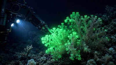 Hidden inside the Pacific: This newly discovered coral flashes green when disturbed by deep-sea robots |