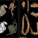 Inside a cave older than Egypt’s pyramids: 12,000-year-old stitched piece of elk hide may be the world’s oldest clothing | World News