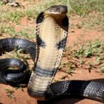World Deadliest Snakes: King Cobra Capitals: 10 countries where the world’s deadliest snake thrives | World News