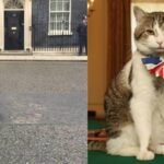 ‘Whether Starmer stays or goes…’: Larry the Cat’s viral post steals spotlight amid UK political drama | World News