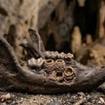 Not teeth, but nests: Discovery in Caribbean rodent fossils surprises archaeologists | World News