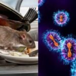 Explainer: Can hantavirus outbreak become Covid 2.0?