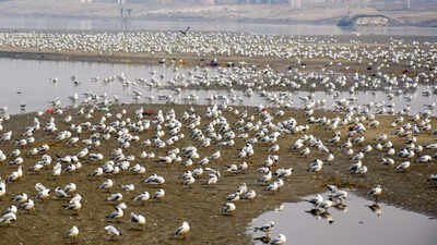 Seabird habitats shrink as ocean heats up: study