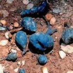 Rare ‘Earth Mango’ found in Kerala: The hidden fungus locals call Nilamanga has returned again |