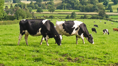 The cow compass: How cows secretly use Earth’s magnetic field while grazing |