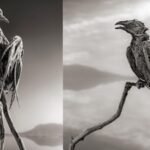 Lake Natron: The dead lake: This Tanzanian lake can turn dead animals into stone-like statues | World News