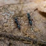 Us Ant Attack: US warns as Asian needle ant reaches over 20 states; experts warn of sharp, painful attacks | World News