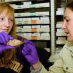 University Of Washington: What looked like ordinary rubble on a university campus turned out to be a 6,700-year-old Native American artefact | World News