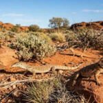 Why Australia became home to one of the world’s largest lizard populations | World News