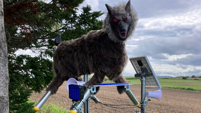 Why Japan’s terrifying “robot wolves” are in demand amidst bear attacks |