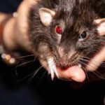 10 most rat-infested cities in the US: Los Angeles continues to top the US rodent list, followed by Chicago and New York | World News