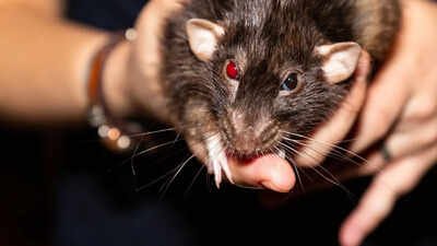 10 most rat-infested cities in the US: Los Angeles continues to top the US rodent list, followed by Chicago and New York | World News