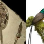 121-million-year-old bird fossil stuns scientists with tail feathers twice the length of its body |