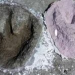 166-million-year-old Jurassic dinosaur highway discovered beneath a British quarry | World News